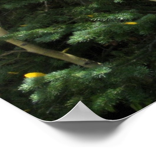 Aspens Poster (Hoek)