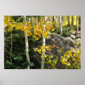 Aspens Poster (Voorkant)