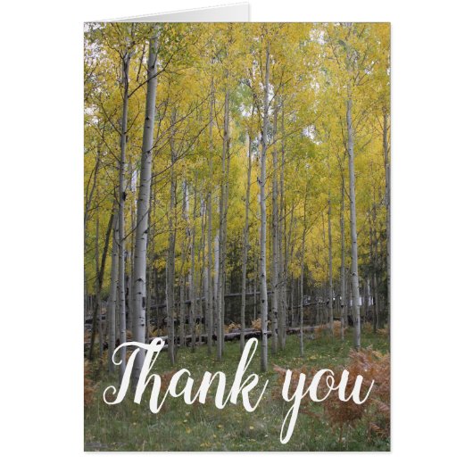 Aspen's Yellow Glow merci (Devant)