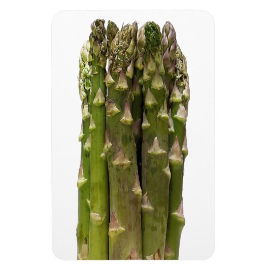 Asperge fotomagneet magneet (Verticaal)