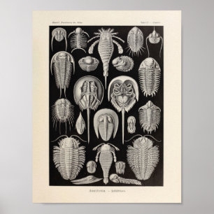  Aspidonia Color Ernst Haeckel Art Print