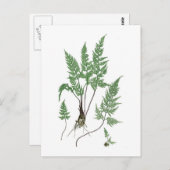 Asplenium adiantum nigrum briefkaart (Voorkant / Achterkant)