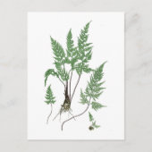 Asplenium adiantum nigrum briefkaart (Voorkant)