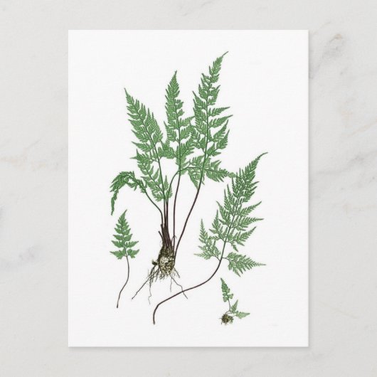 Asplenium adiantum nigrum briefkaart (Voorkant)