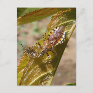 Assassin bug ~ briefkaart
