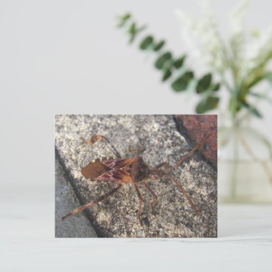 Assassin Bug ~ carte postale (Debout devant)