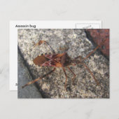 Assassin Bug ~ carte postale (Devant / Derrière)