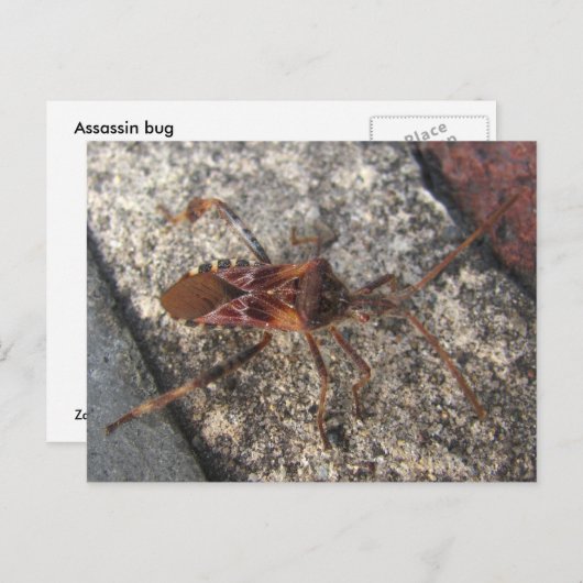 Assassin Bug ~ carte postale (Devant / Derrière)