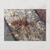 Assassin Bug ~ carte postale (Devant)