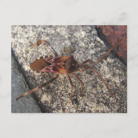 Assassin Bug ~ carte postale (Devant)