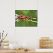 Assassin bug die een bij eet poster (Keuken)