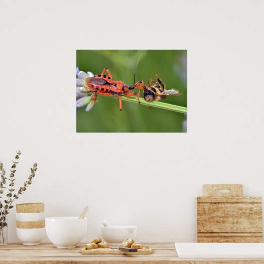 Assassin bug die een bij eet poster (Keuken)