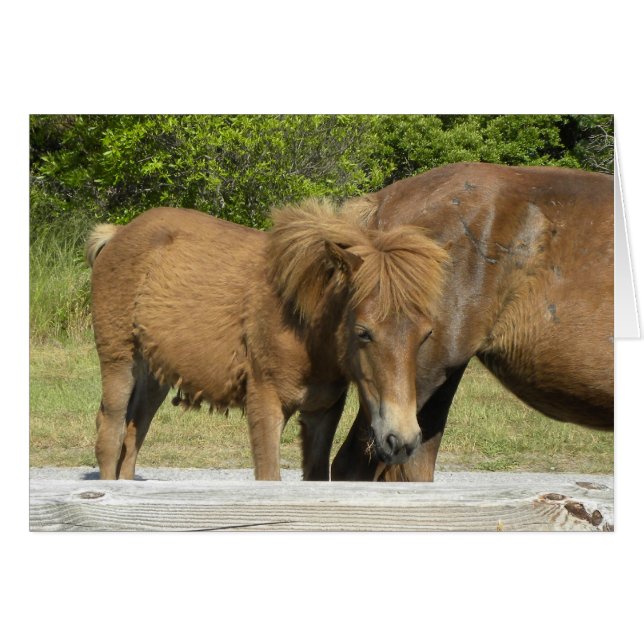 Assateague foal (Voorkant Horizontaal)