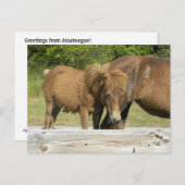 Assateague foal briefkaart (Voorkant / Achterkant)