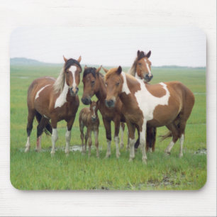 Assateague Horses Mousepad Muismat