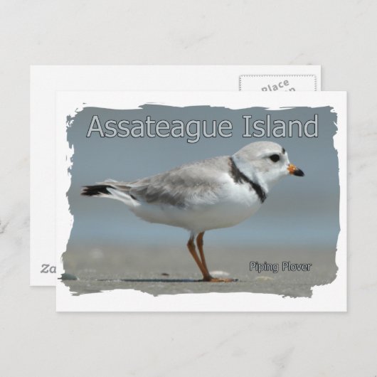 Assateague Island Piping Plover Briefkaart (Voorkant / Achterkant)