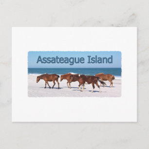 Assateague Island (pony's op strand logo) Briefkaart