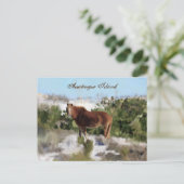 Assateague Island Wild Horse Briefkaart (Staand voorkant)