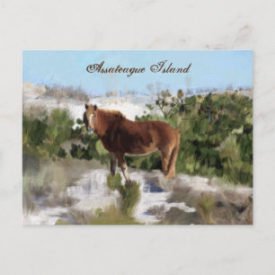 Assateague Island Wild Horse Briefkaart