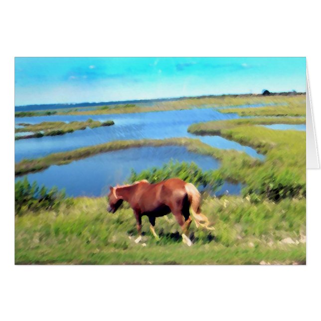 Assateague pony (Voorkant Horizontaal)