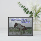 Assateague Wild Hord 2 Carte postale (Debout devant)