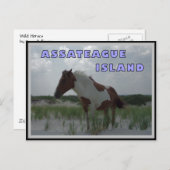 Assateague Wild Hord 2 Carte postale (Devant / Derrière)