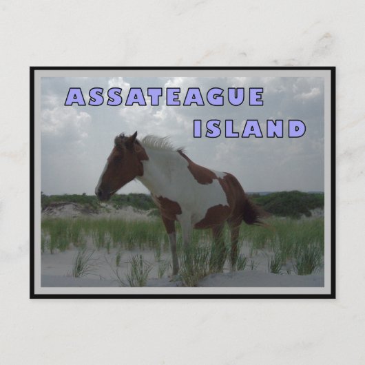 Assateague Wild Hord 2 Carte postale (Devant)