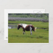 Assateague Wild Horse Briefkaart (Voorkant / Achterkant)