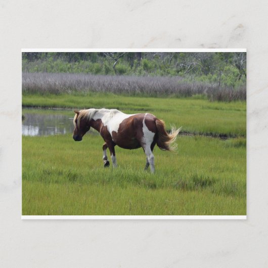 Assateague Wild Horse Briefkaart (Voorkant)