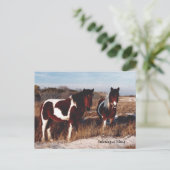 Assateague Wild Horses 2 - Briefkaart (Staand voorkant)