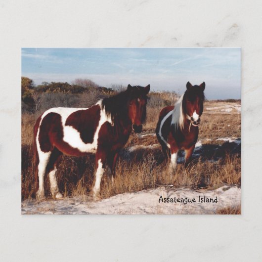 Assateague Wild Horses 2 - Briefkaart (Voorkant)