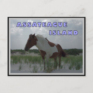 Assateague Wild Horses 2 Briefkaart