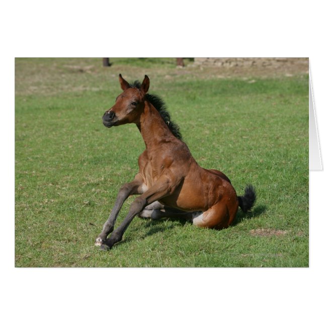 Asseoir le poulain arabe (Devant horizontal)