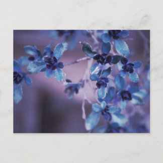 Assez en carte postale pourpre