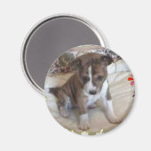 Assez mignon Magnet de la levure Basenji (Recto/Verso)