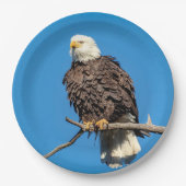 Assiettes En Carton Aigle à tête blanche sur une branche d'arbre (Devant)