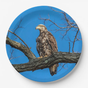 Assiettes En Carton Aigle des chauves-souris immature de Peekskill, Ne