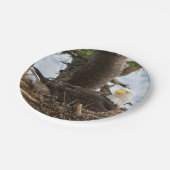 Assiettes En Carton Aigle nicheur (Angle)