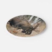 Assiettes En Carton Aiguille (Angle)