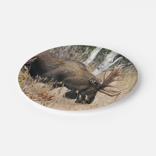 Assiettes En Carton Aiguille (Angle)