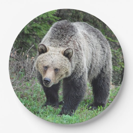 Assiettes En Carton Alaska Grizzly Bear Photo de la faune (Devant)