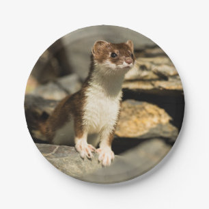 Assiettes En Carton Alerte Weasel