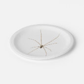 Assiettes En Carton Araignée (Angle)