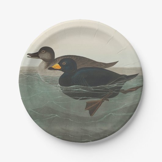 Assiettes En Carton Audubon American Scoter Duck Classic (Devant)