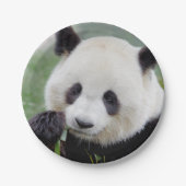 Assiettes En Carton Avion en papier Photo panda géant 0309. (Devant)