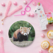 Assiettes En Carton Avion en papier Photo panda rouge 0473. (Fête)