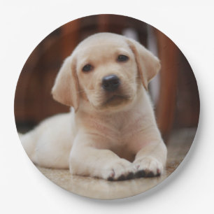 Assiettes En Carton Baby Jaune Labrador Chien chiot pondu sur le ventr