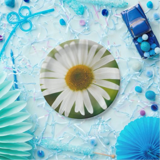 Assiettes En Carton Basière oculaire blanche - Leucanthemum vulgare (Fête)