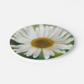 Assiettes En Carton Basière oculaire blanche - Leucanthemum vulgare (Angle)