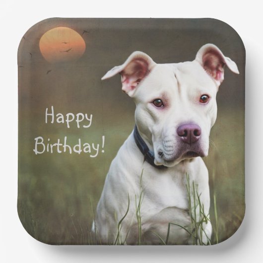 Assiettes En Carton Beau Pitbull blanc anniversaire (Recto)